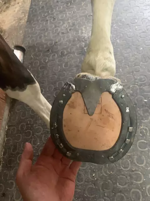 Foto: Anton Höllwart