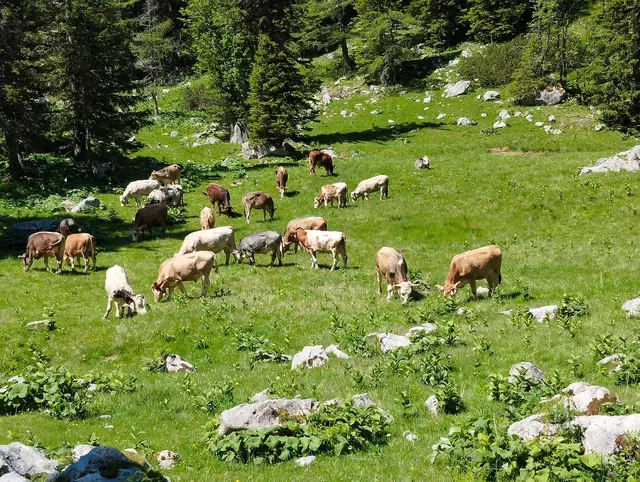 Foto: Veronika Frank