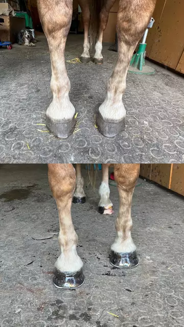 Foto: Anton Höllwart