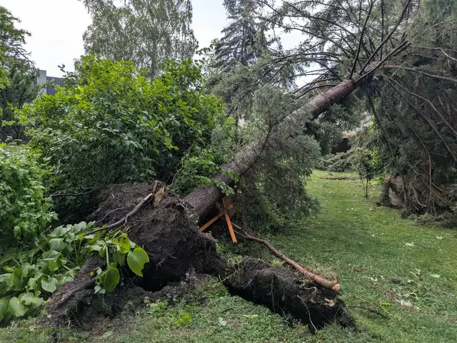 In Loretto wurden durch den Sturm mehrere Bäume entwurzelt.  | Foto: Feuerwehr Loretto