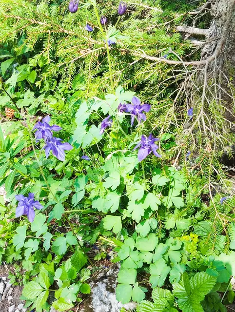 Foto: Veronika Frank