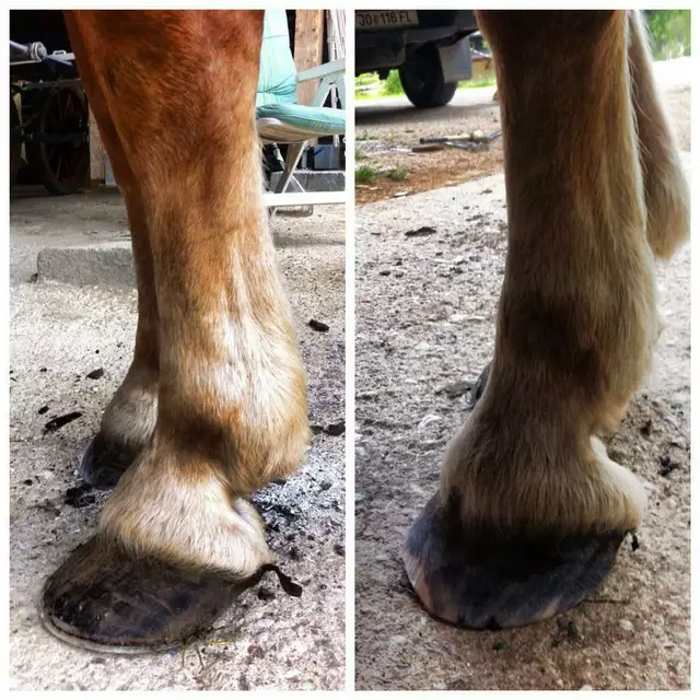 Die richtige Hufpflege und ein guter Beschlag machen einen gewaltigen Unterschied fürs Tier. | Foto: Anton Höllwart