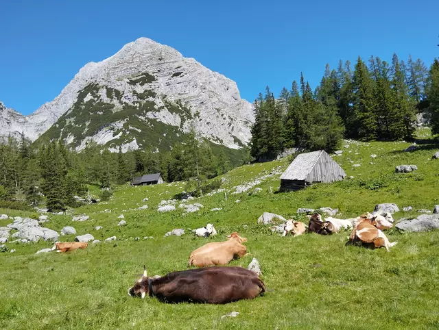 Hier lässt es sich aushalten – das denkt sich auch das entspannt wirkende Almvieh. | Foto: Veronika Frank