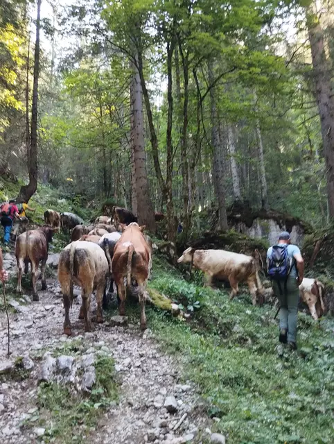 Viehtrieb | Foto: Veronika Frank