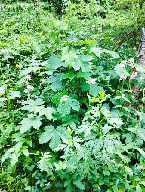 Foto: Veronika Frank