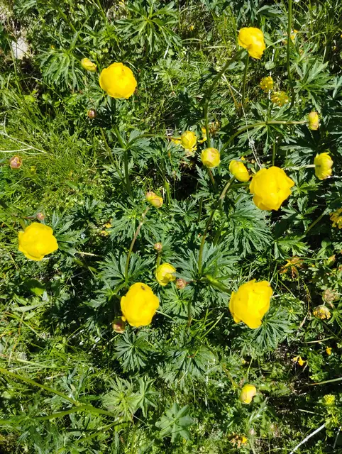 Trollblume, Butterblume genannt | Foto: Veronika Frank