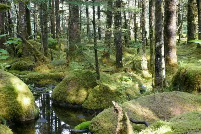 Beim Waldspaziergang erklärt der Experte, wie Bäume miteinander kommunizieren, und zeigt, wie der Wald positiv auf Körper und Seele wirkt.
 | Foto: Fritz Seewald