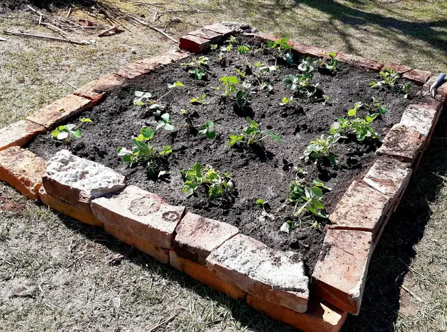 Auch ein Erdbeerbeet wurde von den Schülerinnen und Schülern angelegt. | Foto: Naturschwärmerei