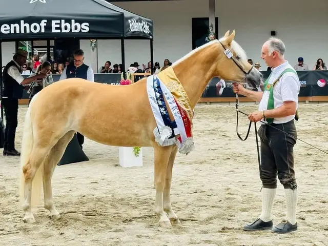 Jugend Weltreservesiegerin:  Aaliyia von der Familie Walter Zangerle aus Tarrenz. | Foto: Haflingerverein Imst