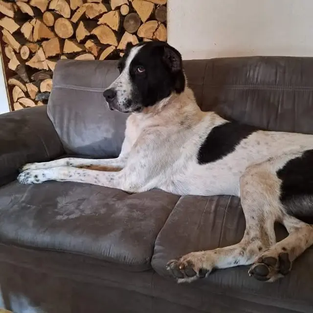 Hope ist eine eine Herdenschutzhund-Mischlingsdame, 2017 geboren, die bisher im Leben noch nicht viel Glück gehabt hat. Sie benötigt Menschen oder eine Familie, die wissen, welche Bedürfnisse sie als Herdenschutzhund-Mischling hat und wie man ihr gerecht wird. Wenn sie verstanden wird und ihre Charakterzüge entsprechend gefördert werden, ist sie ein Traumhund.

Katzen akzeptiert sie problemlos, aber mit Hunden ist sie leider nicht ganz so kompatibel. Menschen liebt Hope über alles, möchte jeden Besucher gleich begrüßen und bettelt nach Streicheleinheiten und Aufmerksamkeit. Zu Hause in Haus und Garten ist sie sehr entspannt, stubenrein und macht auch nichts kaputt.

Ihre neuen Menschen sollten in jedem Fall Hundeerfahrung mitbringen, auch wenn sie eigentlich eine sehr unkomplizierte Hündin ist. Sie möchte in einer ruhigen, ländlichen Gegend wohnen.

 | Foto: Pfotenhilfe Tulln