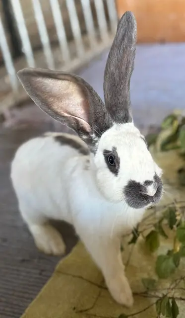Kaninchen Dominia, weiblich, Mitte Februar geboren, frisst von der Hand &amp; ist sehr frech und zutraulich.
Kontakt: +43 676 4178874 | Foto: Pfotenhilfe Tulln