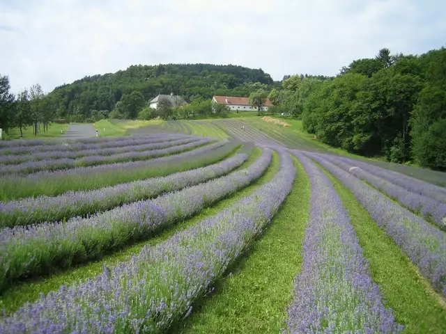 Seit über 20 Jahren widmet sich die Familie Heigl in Kitzeck dem Anbau von Bio-Lavendel und hat damit nicht nur ein florierendes, sondern auch einzigartiges Kleinod geschaffen: die größten Lavendelfelder der Steiermark – und sogar die größte Bio-Lavendelanbaufläche Österreichs.
 | Foto: Wunsum