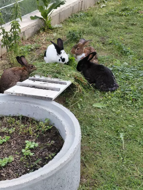 Futterzeit ist Wohlfühlzeit! Jetzt fehlt nur noch mein Mensch. | Foto: Tierheim Ternitz