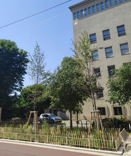 Vier Bäume in der Argentinierstraße wurden falsch bewässert. Einer davon muss abgetragen werden, die drei anderen werden beobachtet, heißt es von der zuständigen Magistratsabteilung. | Foto: zVg