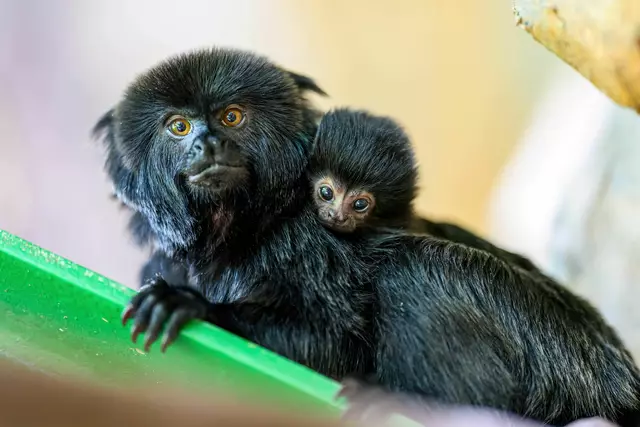 Das Haus des Meeres in Mariahilf darf sich über Nachwuchs bei den Affen freuen. | Foto: Haus des Meeres