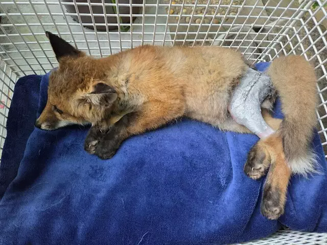 Der kleine Fuchs wurde medizinisch versorgt und gepflegt. | Foto: Tierparadies Schabenreith | Hofner