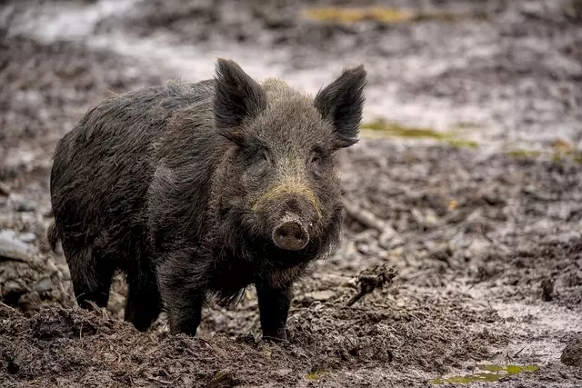 Nach Monaten der Vorfreude ist es nun so weit: Die Wildschweine im Alpenzoo Innsbruck sind in ihr frisch renoviertes Gehege zurückgekehrt – und das in einer deutlich aufgewerteten Umgebung. | Foto: pixabay/ambquinn