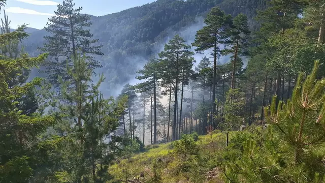 Im Bereich der Steinapiesting brach der Brand aus. | Foto: Presseteam BFKDO Wr.Neustadt  Polizei