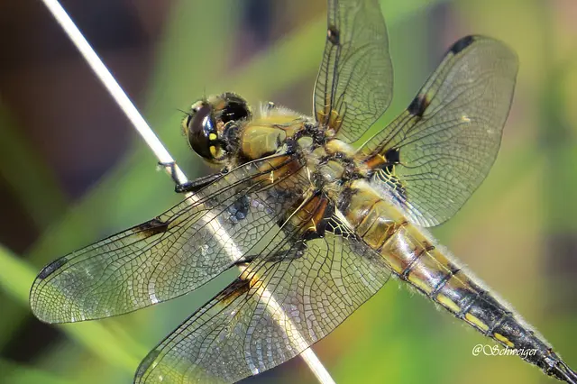 Die Kombination aus Hitze und Gewitterpotenzial macht den Donnerstag zu einem der markantesten Wettertage dieser Woche. | Foto: Doris Schweiger