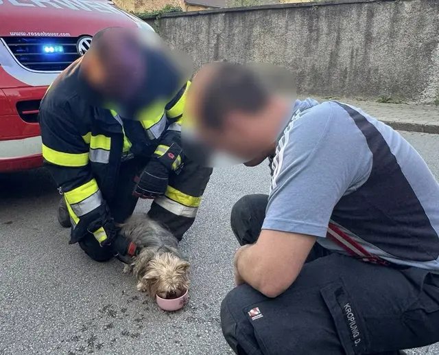 Der Hund konnte von der Feuerwehr aus dem Auto gerettet werden. | Foto: Fire Veiter - FF St.Veit/Glan