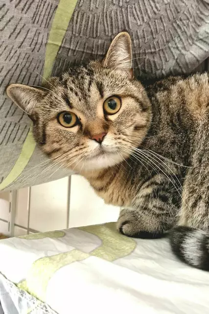 Bonito hat ein liebevolles Zuhause verdient. | Foto: Arche Wels