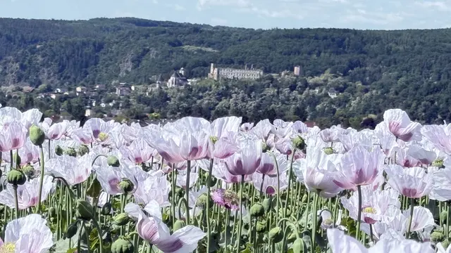Weiße Mohnblumen stehen in voller Blüte und bringen eine zarte Ruhe in die sommerliche Wiese. | Foto: Franziska Dostal