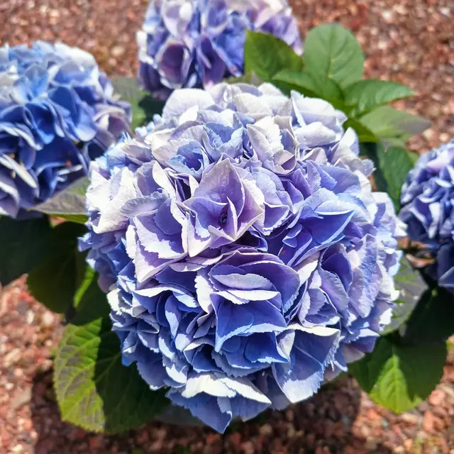 Hydrangea | Foto: Erwin Peschka