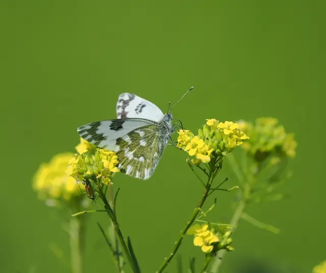 Ein Reseda-Weißling auf Nahrungsuche. | Foto: Anton Kroh 