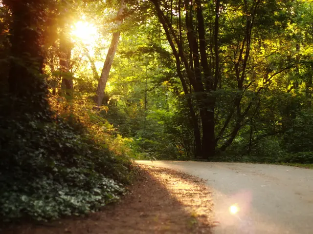 Sonnenstrahlen brechen durch das dichte Blätterdach und tauchen den Wald in warmes Licht. | Foto: Stephanie Brettschneider