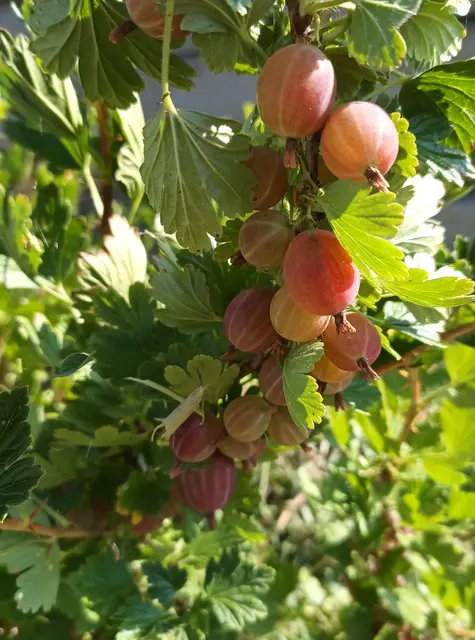 Stachelbeeren | Foto: Erwin Peschka