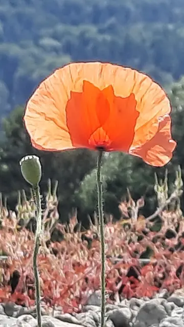 Mohnblüte strahlt im Sonnenlicht  | Foto: Baumann Gerlinde