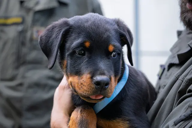 Die frisch getauften Welpen sind erst seit ein paar Monaten auf der Welt. | Foto: Bundesheer/Stefan Klikovich