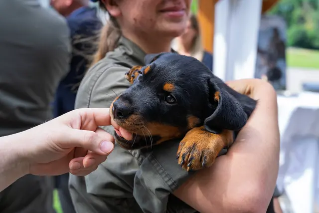 Früh übt sich - die Welpen werden im Militärhundezentrum ausgebildet. | Foto: Bundesheer/Stefan Klikovich