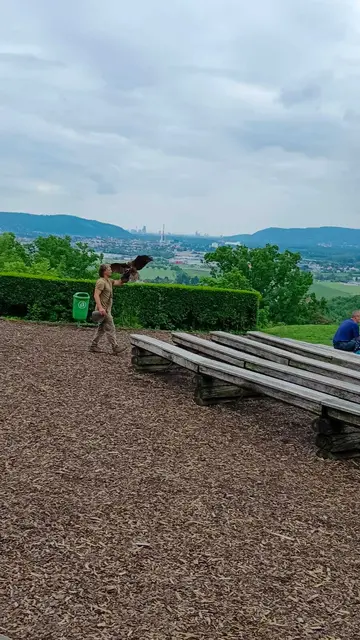 Die Falkenshow auf der Burg Kreuzenstein sollte man sehen.  | Foto: Rebekka Sadiki-Peckary