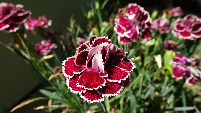 Gartennelken ( im Blumentopf 😀😏 ) | Foto: © Silvia Plischek