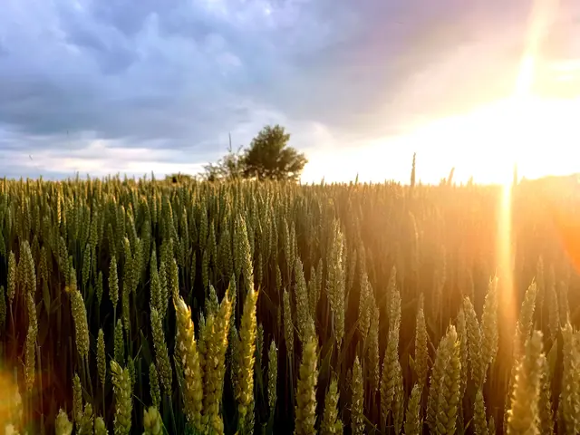 Wunderschön präsentieren sich jetzt allerorts die Kornfelder. | Foto: Martina Fölser 