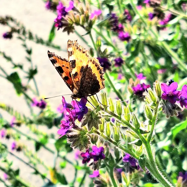 Setzt sich doch nebs mir, um seine Flüge und zierlichkeit zu zeigen. Bist a schöner,,flatterer,,. | Foto: Sibylle 