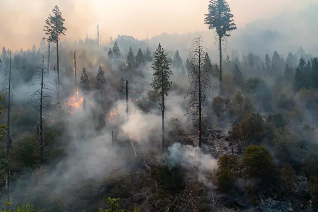 Dichter Rauch über den Baumkronen: Wenn der Wald in Flammen steht, zählt jede Minute. | Foto: stockadobe/kcapaldo 