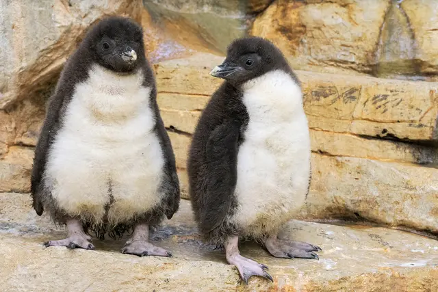 Zwei der zwölf Pinguin-Babys erkunden ihre Umgebung.  | Foto: Daniel Zupanc