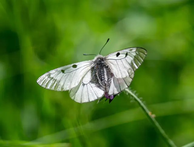 Im Thayatal gibt es ihn noch - den streng geschützten Schwarzen Apollo 🤩