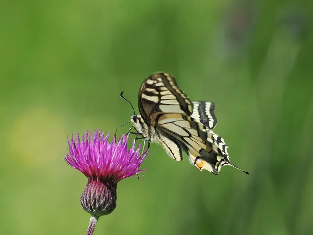 Diesen schönen Schwalbenschwanz entdeckte ich bei St.Veit a.d.Triesting.  | Foto: Anton Kroh 