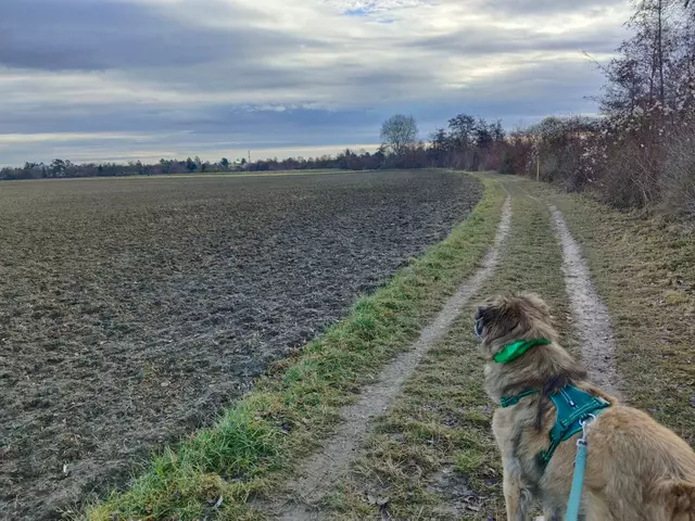Wanderwege und -pfade führen durch den Bezirk. Ideal mit pfotischer Begleitung. | Foto: Rebekka Sadiki-Peckary