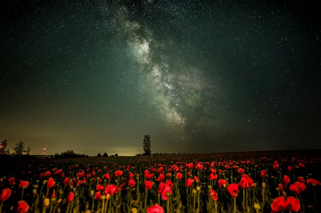 Der Mohn ist aufgegangen, die goldnen Sternlein prangen am Himmel hell und klar,...