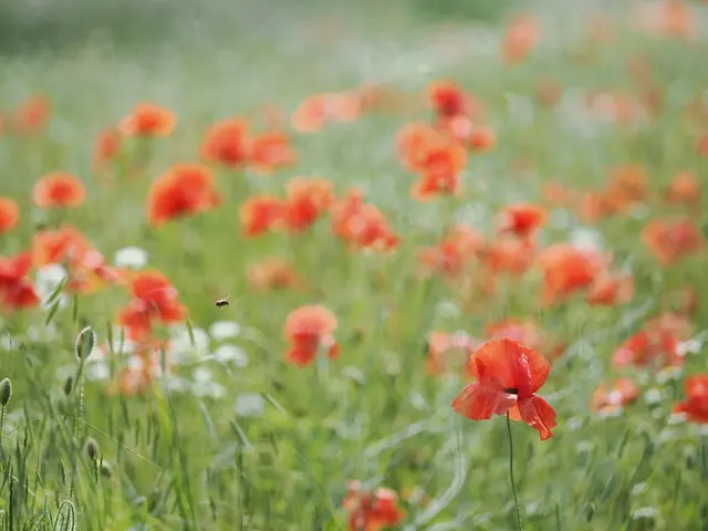 Diese attraktiven Blüten fand ich auf dem Lindenberg bei Leobersdorf.  | Foto: Anton Kroh 