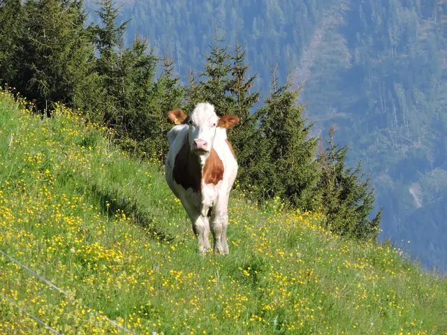Almen: Natur und Arbeitsplatz in der Region. Kühe sind normalerweise nur neugierig, vorsichtig sein sollte man dennoch. Aber sich an die Regel hält, ist auf der sicheren Seite. | Foto: Empl