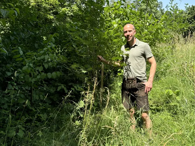 Waldbau und mehrhitzeresistente Baumarten: heiße, trockene Phasen verändern auch die Salzburger Stadtwälder.
 | Foto: Lisa Gold
