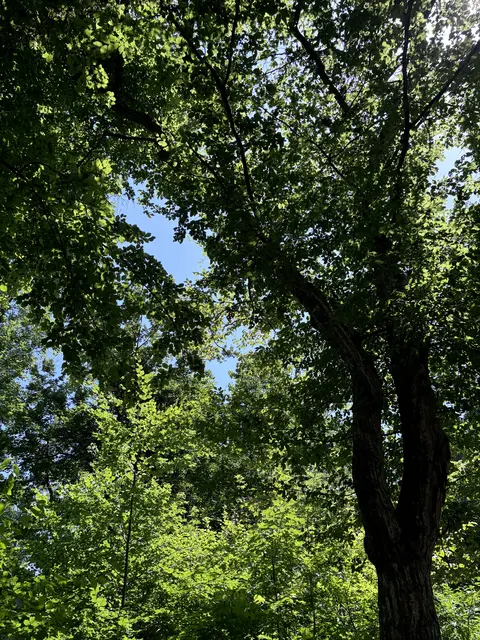 Waldbau und mehrhitzeresistente Baumarten: heiße, trockene Phasen verändern auch die Salzburger Stadtwälder.
 | Foto: Lisa Gold