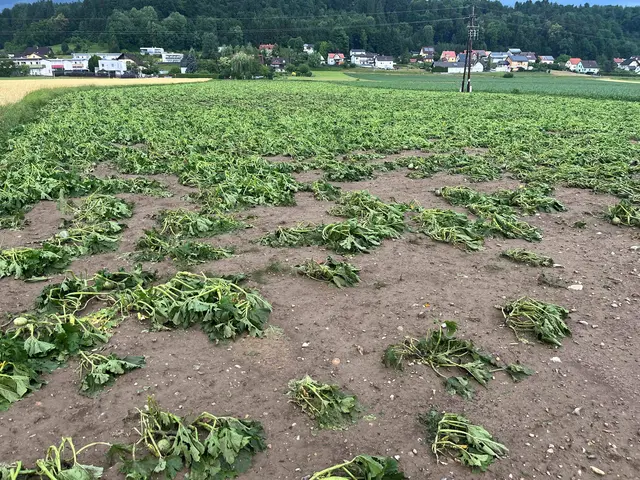 In der Steiermark richtete der Hagel große Schäden bei Ackerkulturen, Grünland und Obst an.  | Foto: ÖHV