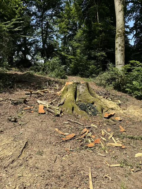 Erst in der Vorwoche waren auch die Stadtwälder von dem Gewitter inklusive starker Sturmböen betroffen. | Foto: Lisa Gold