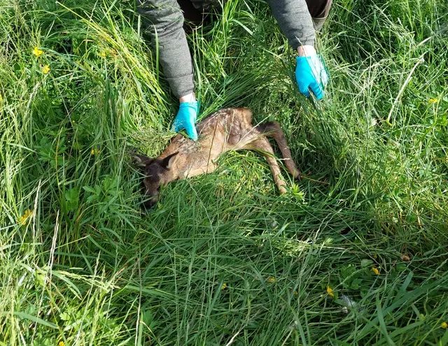 Die „Kitzrettung Innsbruck“ war erfolgreich! | Foto: VGT